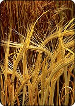 Barley stimulates hair growth