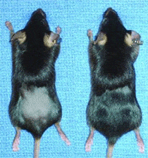 rief activation of signaling protein stimulates hair follicle growth phase